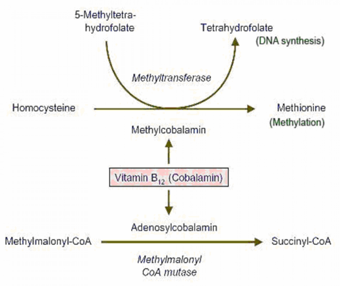 Zonder hoofd afgunst Oswald Vitamine B12 - Onmisbaar voor jong en oud | Voedingsinfo NICE