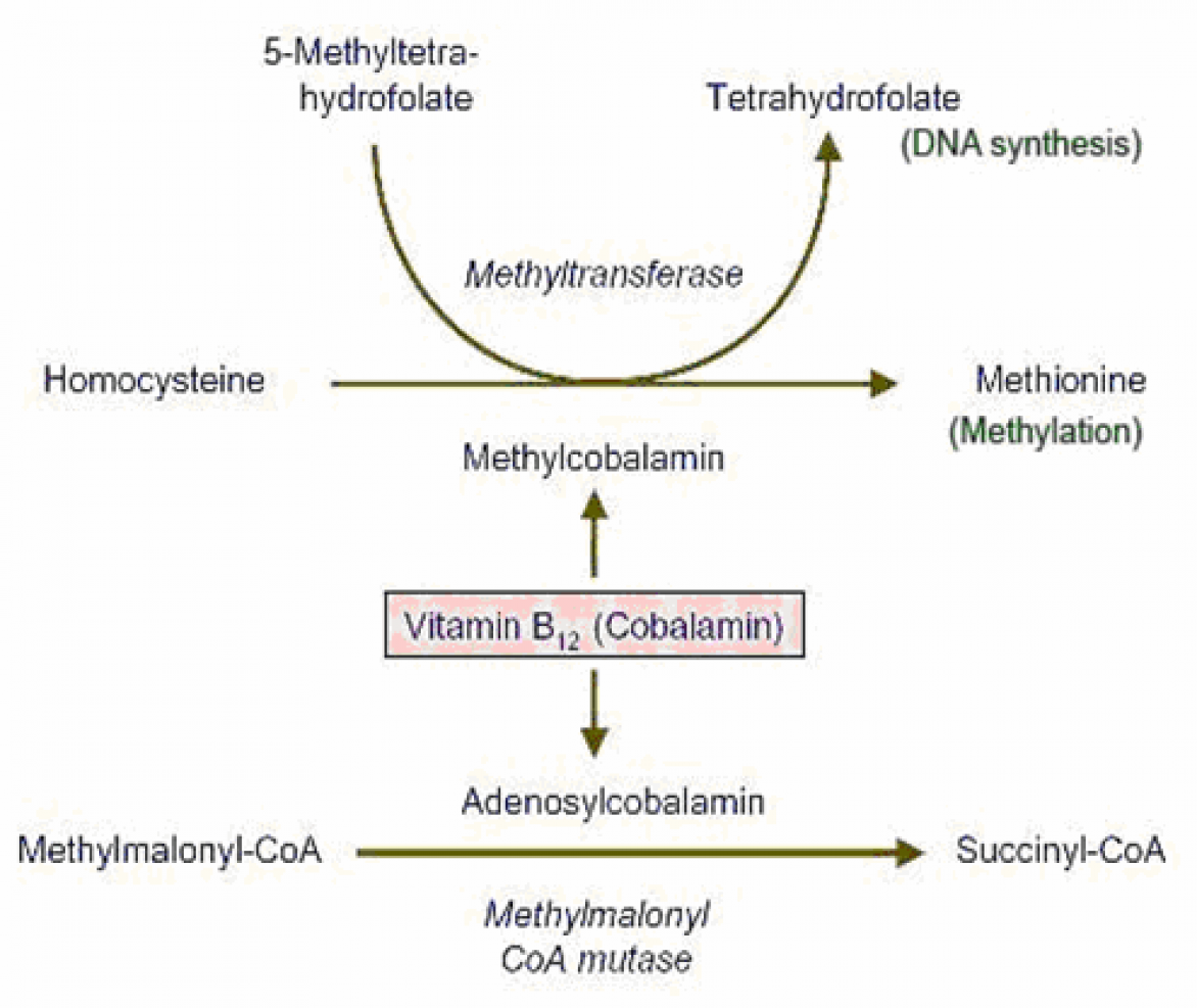 Vitamine B12 - Onmisbaar jong oud | Voedingsinfo NICE