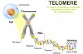 Figuur 1 - Telomeren