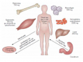 Figuur 1: Ijzerhomeostase in een gezonde toestand 