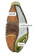 Figuur 1 - Opbouw van een tarwekorrel