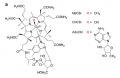 Figuur 1 - Vitamine B12 structuur