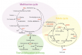 Figuur 2 - Het vitamine B12-metabolisme maakt deel uit van een groter geheel, namelijk het 1–carbon metabolisme (5).