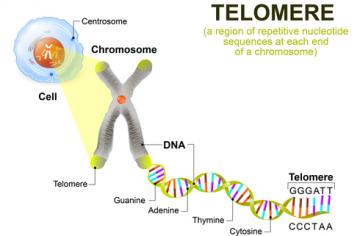 Figuur 1 - Telomeren