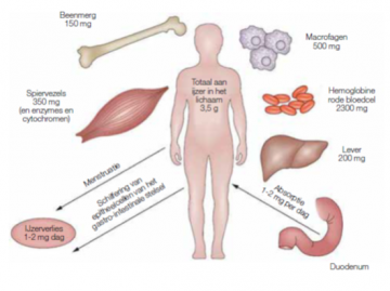 Figuur 1: Ijzerhomeostase in een gezonde toestand Figuur 1: Ijzerhomeostase in een gezonde toestand