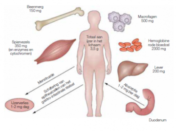 Faculteit Begrip Scepticisme Ijzer in de voeding | Voedingsinfo NICE