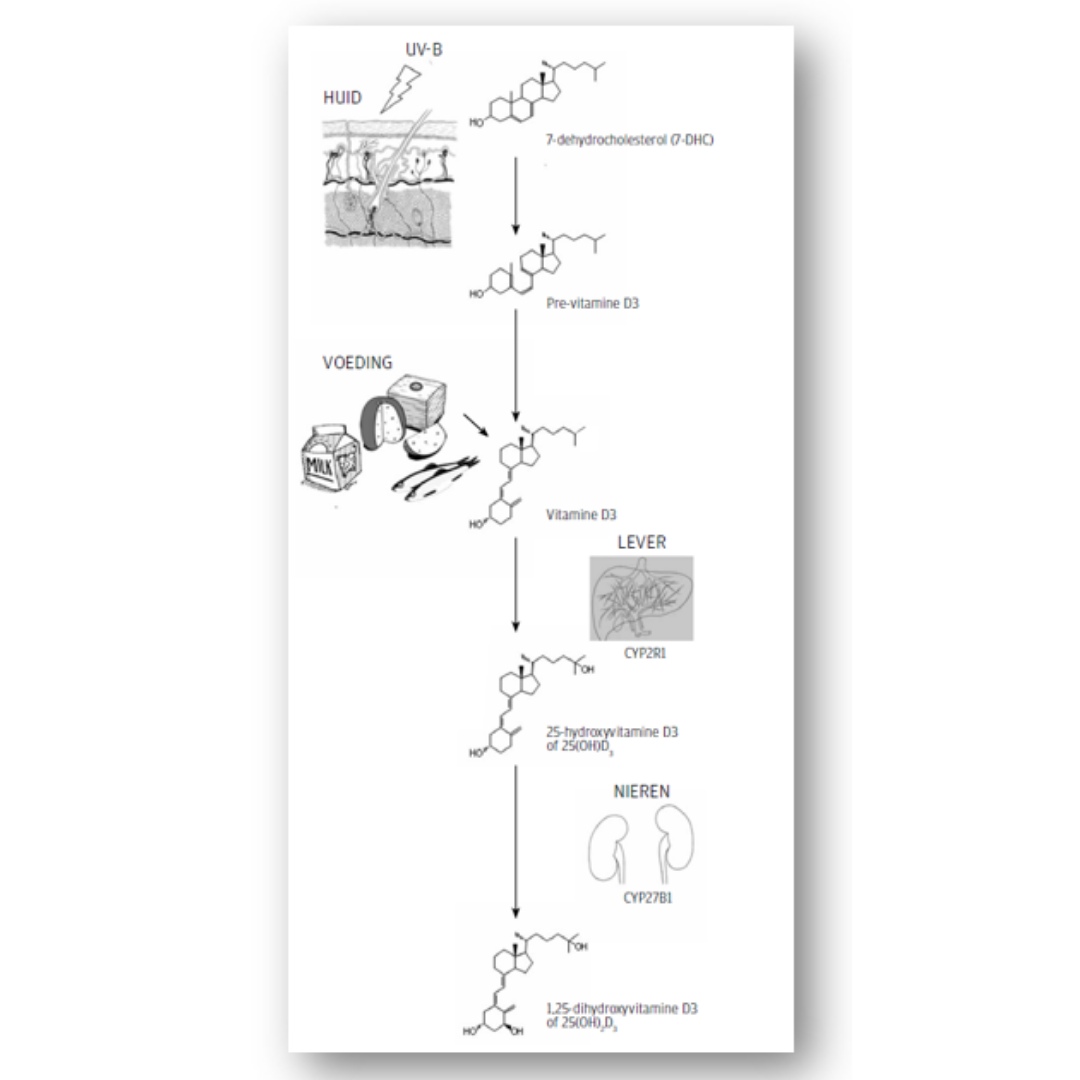 ui droom Shuraba Vitamine D, een wondermiddel? | Voedingsinfo NICE